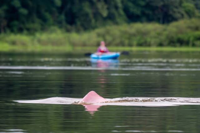 Tarapoto Lake: Dolphins, Fishing, and Land