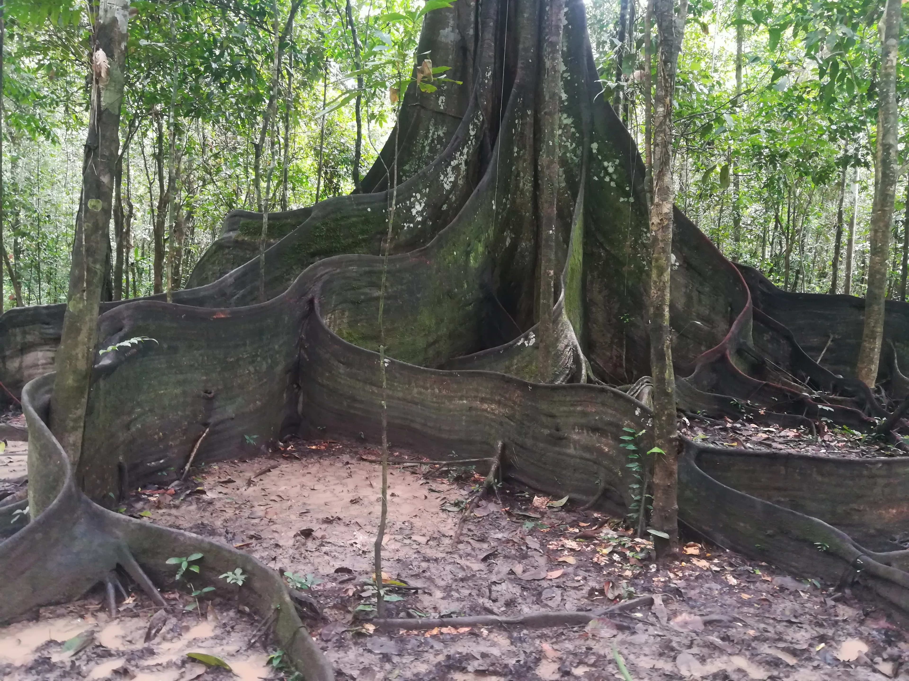 Vive Naineku 3 Puerto Nariño, Aventura en Selva.